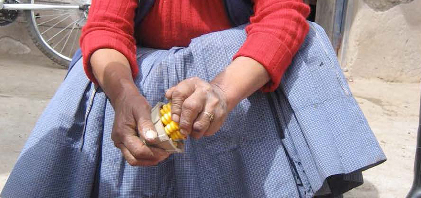 Hand-held cornsheller in use.