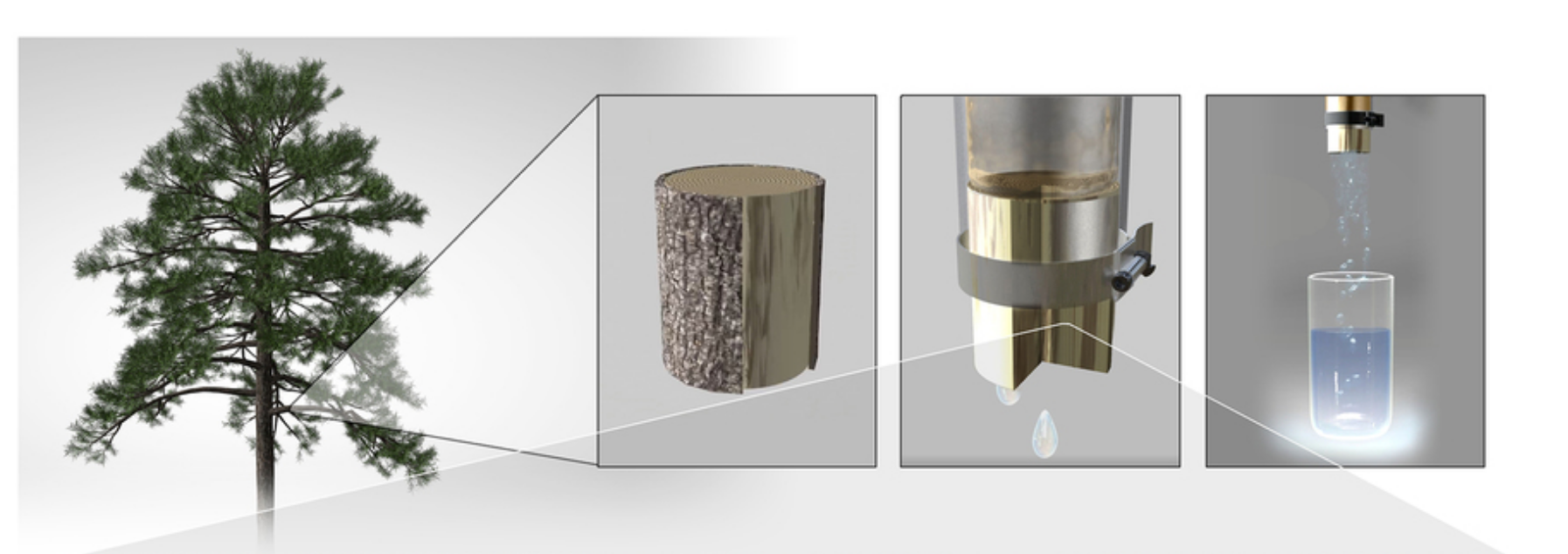 Xylem tissue in gymnosperm sapwood can be used for water filtration. Xylem is comprised of conduits that are interconnected by membranes that filter out contaminants present in water. Credits: Courtesy: N.R. Fuller, Sayo Studio 