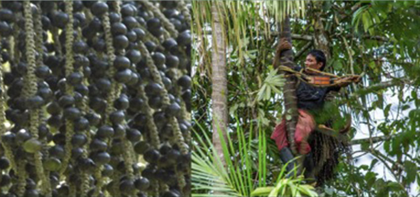 Açai berry harvester climbing on a tree to harvest açai berries. Photo: Corpocampo