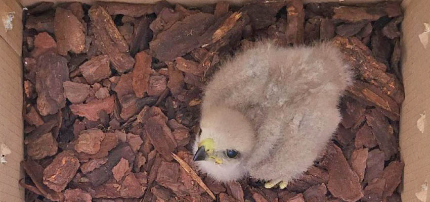 A Ridgway’s hawk nestling in transport. Photo: Carlos Suarez, Peregrine Fund.