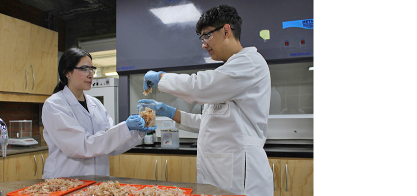 A female and a male college student in white lab coats and protective glasses face each other to handle shrimp shells.