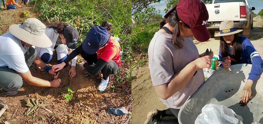 Left: Planting a cassava tree   Right: preparing Moringa seeds