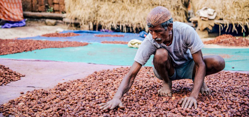 Betel nut farmer.