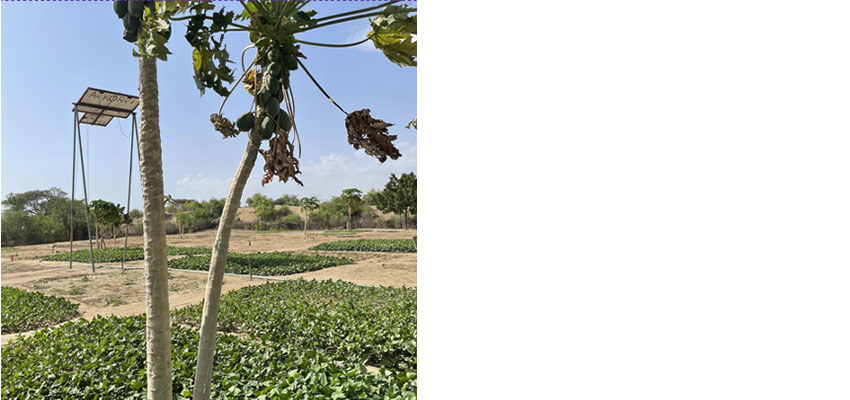 A farm in Kenya