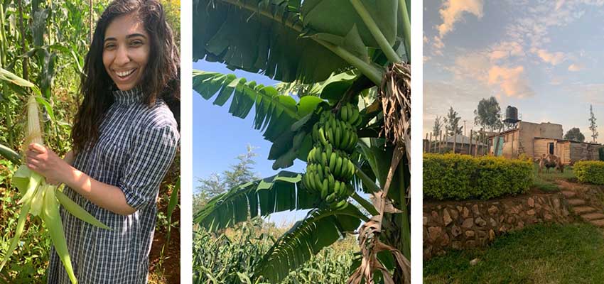 Figure 2 Finding maize, bananas, and cows in Festus and Lourraine’s fields!